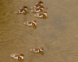 7 merganser babies.jpg